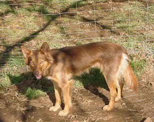 Hare indian dog for sale 2025